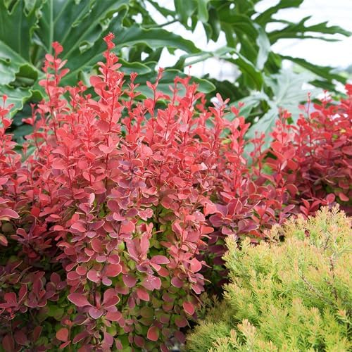 Southern Living 2 Gal. Orange Rocket Barberry Shrub - Image 4