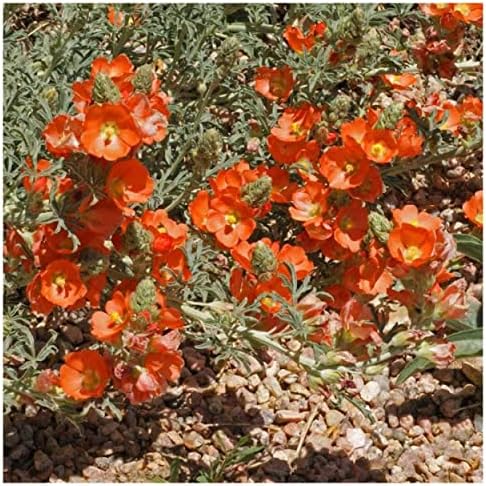 50 Scarlet Globe Mallow Native Wildflower Seeds - Gold Vault Seed Packet - Image 4