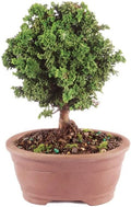 From You Flowers Dwarf Hinoki Cypress Bonsai Tree in Ceramic Planter - Live Indoor Bonsai Plant for Birthday, Anniversary & Home Decor by FromYouFlowers
