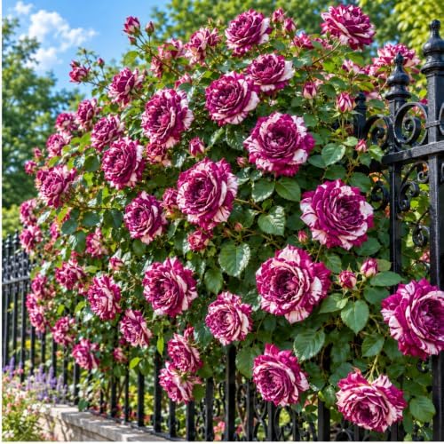 Purple-White Climbing Rose Live Plant, Ornamental Rose, 5-9 Inch Tall by TANKDA