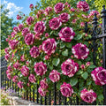 Purple-White Climbing Rose Live Plant, Ornamental Rose, 5-9 Inch Tall by TANKDA