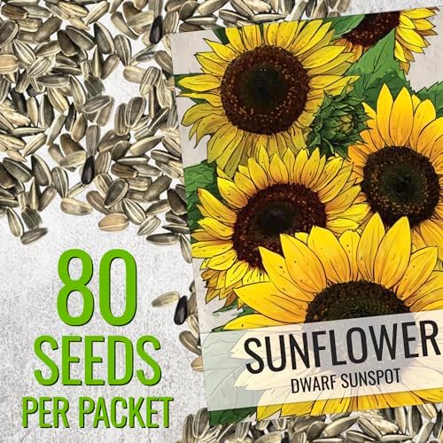 Seed Needs Dwarf Sunspot Sunflower Seeds to Plant Cut Flowers - 10 Packs - Image 3