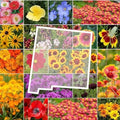 Eden Brothers New Mexico Wildflower Mixed Seeds for Planting, 1/4 lb by EdenBrothers