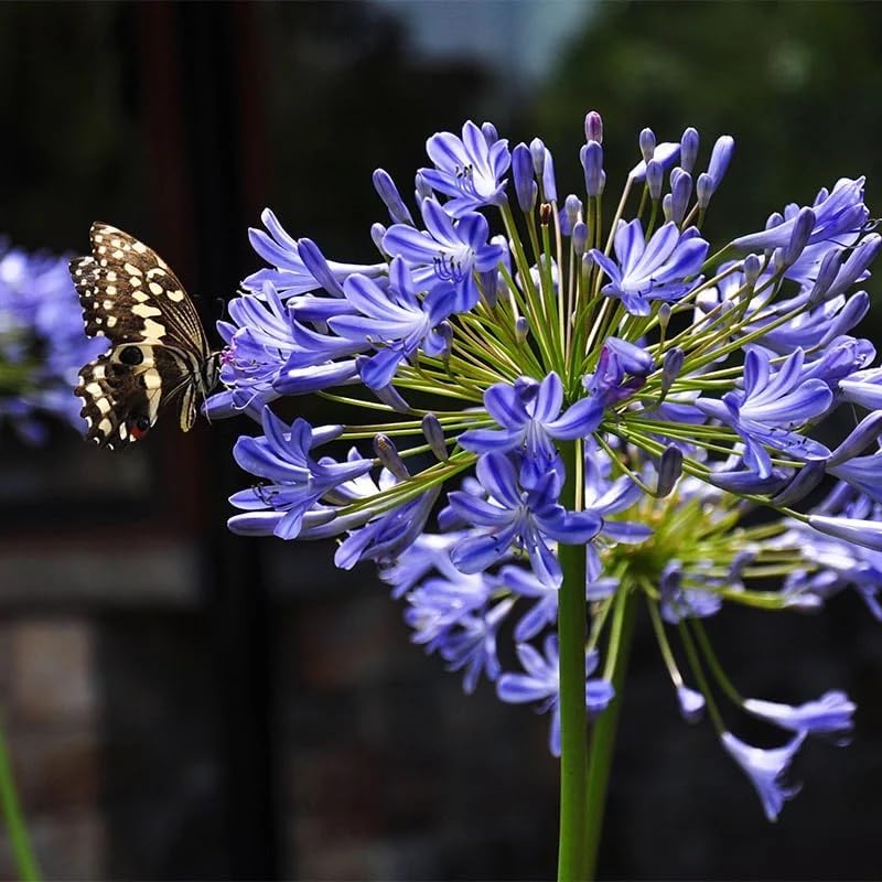 Votaniki African Lily (Agapanthus) Rhizomes – Hardy Perennial with Stunning Blue & White Blooms – Summer Flowers, Easy to Grow & Drought Tolerant (5 Pack) - Image 2