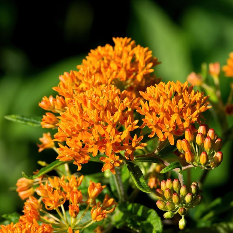 2 Orange Milkweed Live Plants, Flowering Plant, 4-7 Inch Tall - Image 2