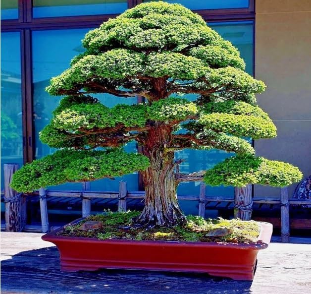 30 Japanese Red Cedar Bonsai Tree Seeds for Planting - Cryptomeria Japonica by CZGrain