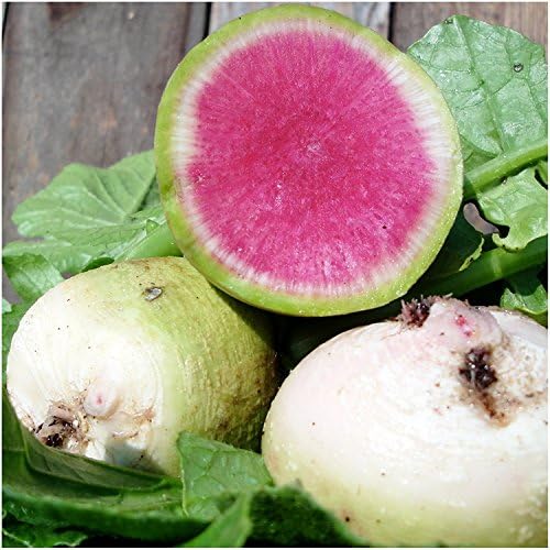 Seed Needs Radish Seeds Variety Pack of 6 Non-GMO & Heirloom Root Vegetable - Image 3