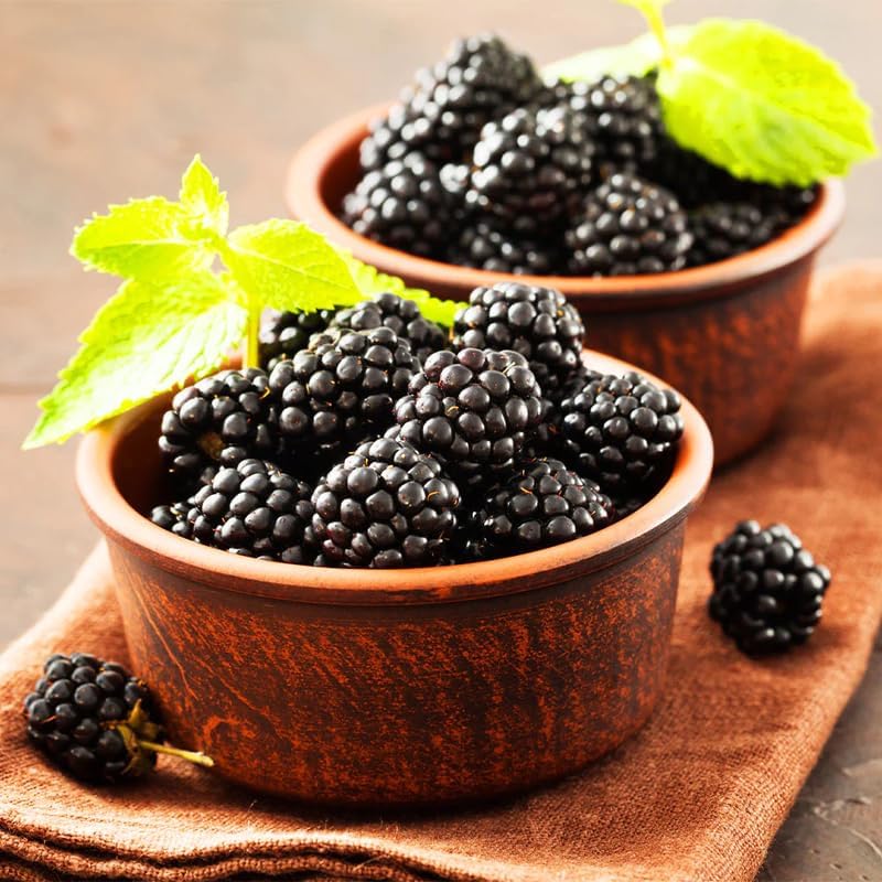 2 Chester BlackBerry Plants Live, Thornless Fruit Berry Tree, 5-8" Tall - Image 5