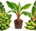 Dwarf Banana Tree, Red Trunk Papoulu Banana Plant Live, 1 Starter Plant by GINGERGLOW