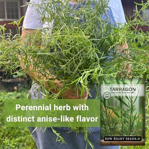 Sow Right Seeds - Tarragon Seed for Planting Your Perennial Herb Garden 3pk - Image 3