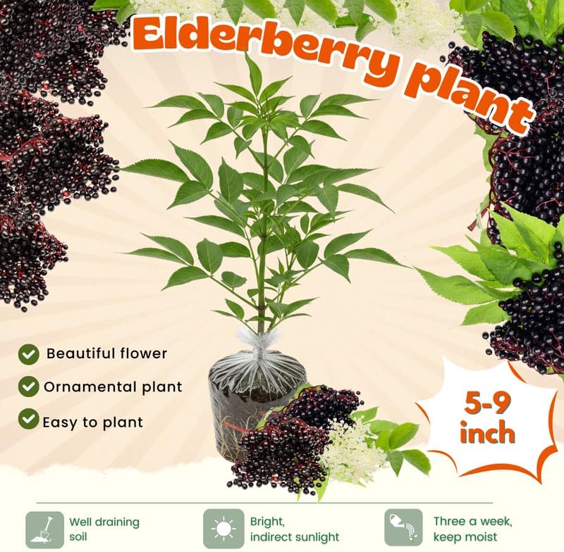 American Elderberry Bush Live Plant, 6-12 Inch Tall - Image 7