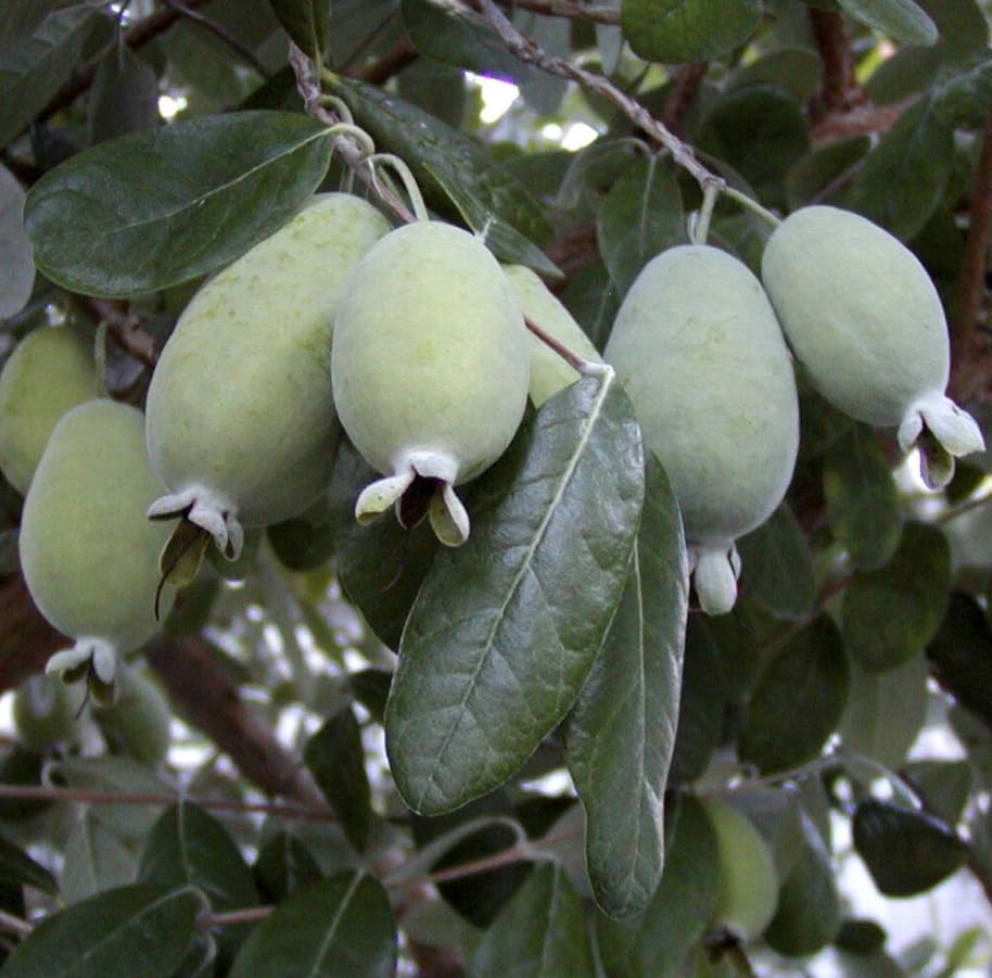 Pineapple Guava Tree Live Plant, Sweet Guavas Plant Tropical Fruit Tree 4-6 Inch Tall - Image 6