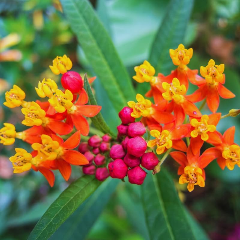 3 Red Milkweed Live Plants, Perennial Flower Plant - Image 2