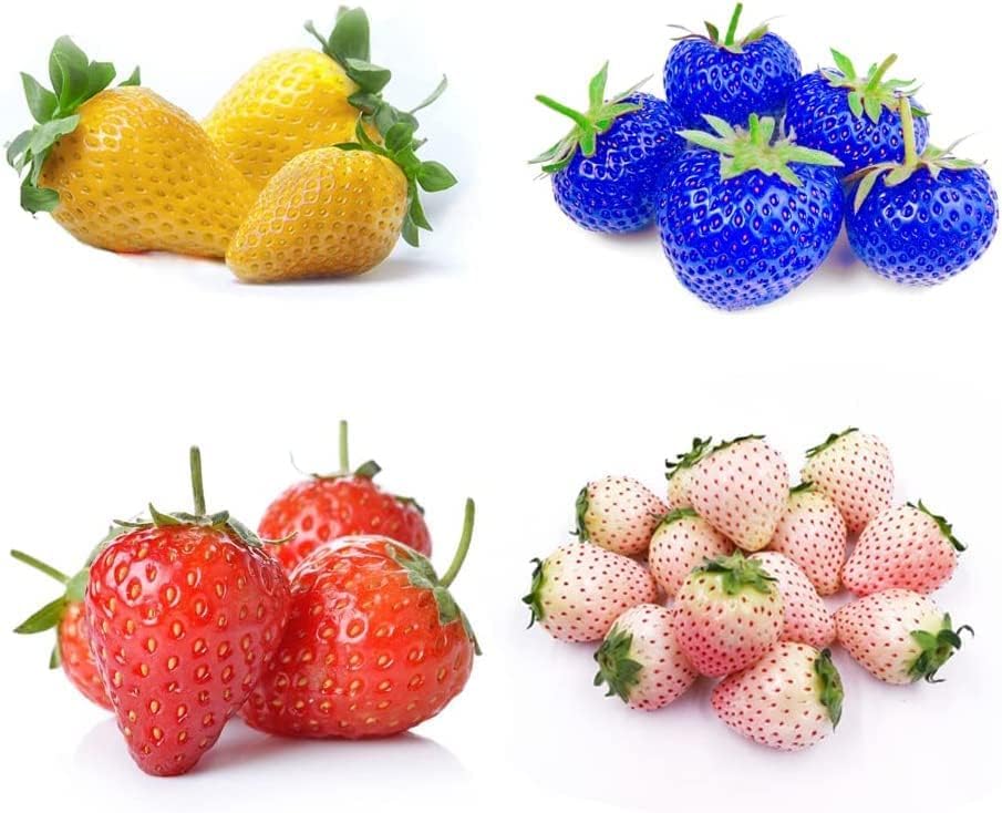 800 Mixed Strawberry Seeds - 4 Colors - Non-GMO Heirloom Perennial Seeds for Planting - Sweet Juicy Berries, Suitable for Indoor/Outdoor Gardens, Pots & Flower Beds - Image 2