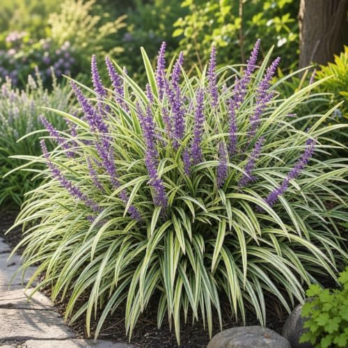 Variegated Liriope | 36 Large 4 Inch Pots | Liriope Muscari Variegata | Ornamental Ground Cover Plants | Evergreen Foliage - Image 2