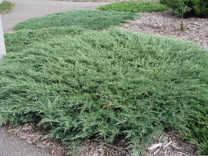 Hughes Juniper | 1 Large Trade Gallon Size Plant | Juniperus Horizontalis | Ground Cover, Drought Tolerant, Evergreen Foliage, Low Maintenance, Landscaping Shrub, Spreading, Cold Hardy, Ornamental by FloridaFoliage