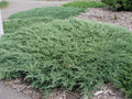 Hughes Juniper | 3 Large Trade Gallon Size Plants | Juniperus Horizontalis | Ground Cover, Drought Tolerant, Evergreen Foliage, Low Maintenance, Landscaping Shrub, Spreading, Cold Hardy, Ornamental by FloridaFoliage