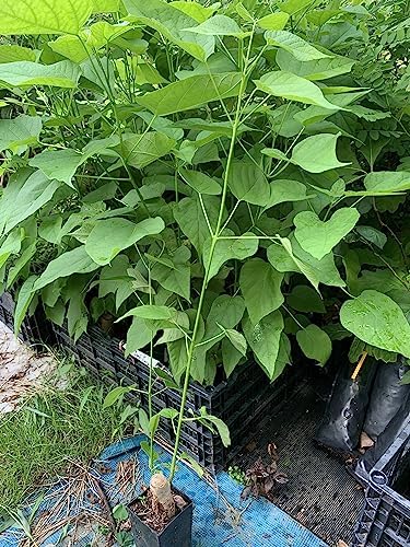 Catalpa speciosa, 2-3 Year Old Stubby Bonsai,Northern Catalpa, Cigar Tree - Image 7