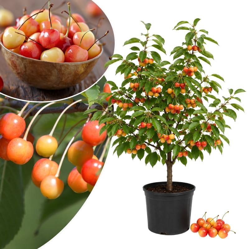 Random Sweet Cherry Tree Live Plant, Cold Hardy Cherry Tree, 1.5-2.5 Ft by Unknown