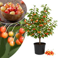 Random Sweet Cherry Tree Live Plant, Cold Hardy Cherry Tree, 1.5-2.5 Ft by Unknown