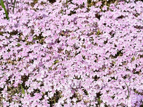Greenwood Nursery: Live Ground-Cover Plants - Candy Stripe Creeping/Moss Phlox + Subulata - [Qty: 5X 3.5 Pots] - (Click for Other Available Plants/Quantities) by GreenwoodNursery