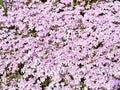 Greenwood Nursery: Live Ground-Cover Plants - Candy Stripe Creeping/Moss Phlox + Subulata - [Qty: 5X 3.5 Pots] - (Click for Other Available Plants/Quantities) by GreenwoodNursery