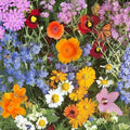 Ferry-Morse Annual Bulk Wildflower Seeds, 500,000+, 1 lb by FerryMorse