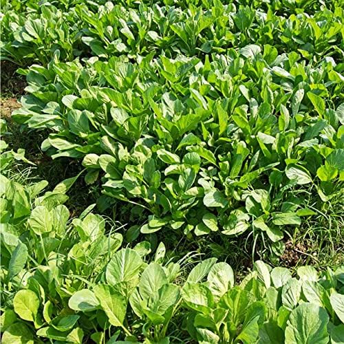 4000+ Florida Broadleaf Mustard Seeds for Planting Vegetable Seeds for Green Leaf Non-GMO Heirloom Garden Seed Small GAI Choi Cải bẹ xanh (Pack of 2) - Image 3