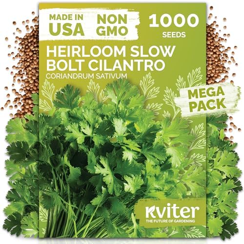 1,000 Slow Bolt Cilantro Heirloom Herb Seeds, Coriandrum Sativum by KVITER