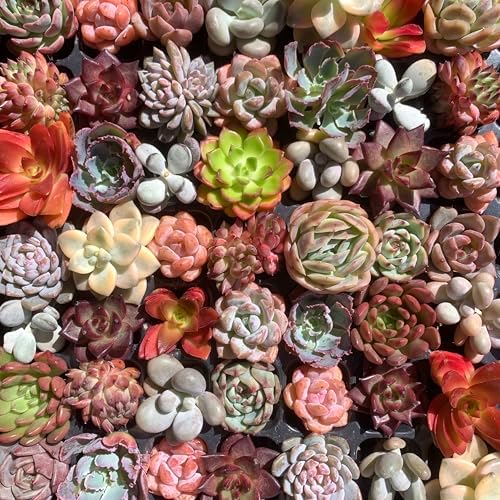 Mix DIY Rare Live Succulent Plants, 0.5-1,5" Random Mystery Bulk Succulent Live Plant, Without Pot & Soil, 12/24/100 Pcs, Garden Indoor Office Desk Decoration, Plant Gifts (100) - Image 7