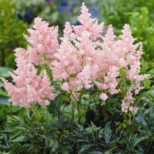 Votaniki Astilbe Erika (Arendsii Hybrid) Bare Roots Ready to Plant — Hardy Perennial Astilbe with Pink Plumes for Shade Gardens | Easy-to-Grow, Deer-Resistant & Long-Lasting Blooms (1 Pack) by Votaniki