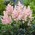 Votaniki Astilbe Erika (Arendsii Hybrid) Bare Roots Ready to Plant — Hardy Perennial Astilbe with Pink Plumes for Shade Gardens | Easy-to-Grow, Deer-Resistant & Long-Lasting Blooms (1 Pack) by Votaniki