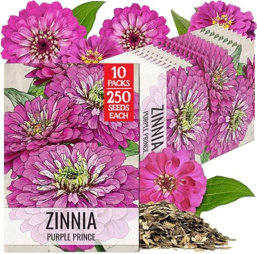 Seed Needs Purple Prince Zinnia Seeds to Plant Cut Flowers - 10 Packs by SeedNeeds
