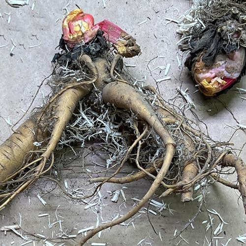 Votaniki Victoria Rhubarb Crown - Perennials, Bulk & Wholesale Rhubarb Crown Ready to Plant | Easy to Grow, Comes Back Every Year (50 Pack) - Image 5