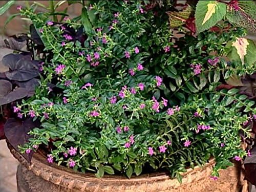 American Plant Exchange Mexican Heather – 6-Inch with Pot – Live Flowering Plant with Lavender or White Blooms, Easy Care Groundcover for Home, Garden, or Patio Decor - Image 2