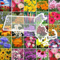 Eden Brothers Massachusetts Wildflower Mixed Seeds for Planting, 1 lb by EdenBrothers