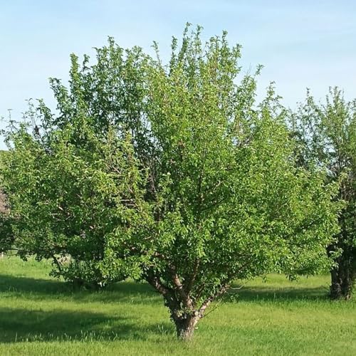Red Delicious Apple Tree, 1 gal Nursery Pot, 2-3 ft. Tree Height - Image 4