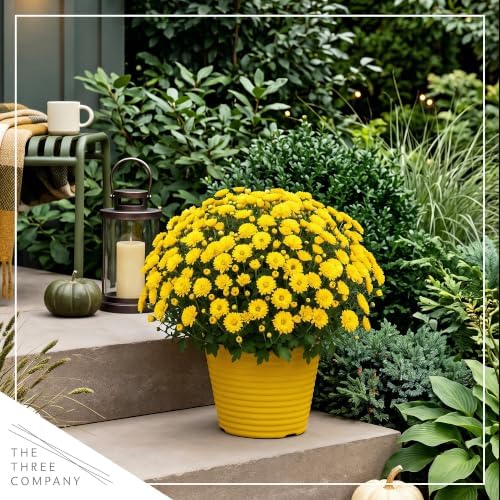 Chrysanthemum (Color Match Deco Pot), Yellow Blooms, Live Fall Flowering Perennial, 15" Tall by 12" Wide in 3 Qt Pot - Image 6