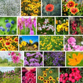 Mountain Valley Seed Co Wildflower Southeastern Flower 1 Lb 640,000 Seeds by MountainValleySeedCompany