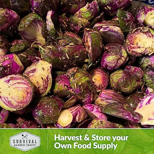 Red Brussels Sprout Seeds - Survival Garden Seeds (5 Packs) - Image 4