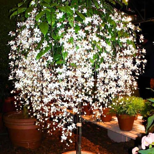 2 Wallichii Smithianum Clerodendrum Live Plants, 5-10 Inch Tall by UIOTER