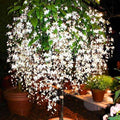 2 Wallichii Smithianum Clerodendrum Live Plants, 5-10 Inch Tall by UIOTER