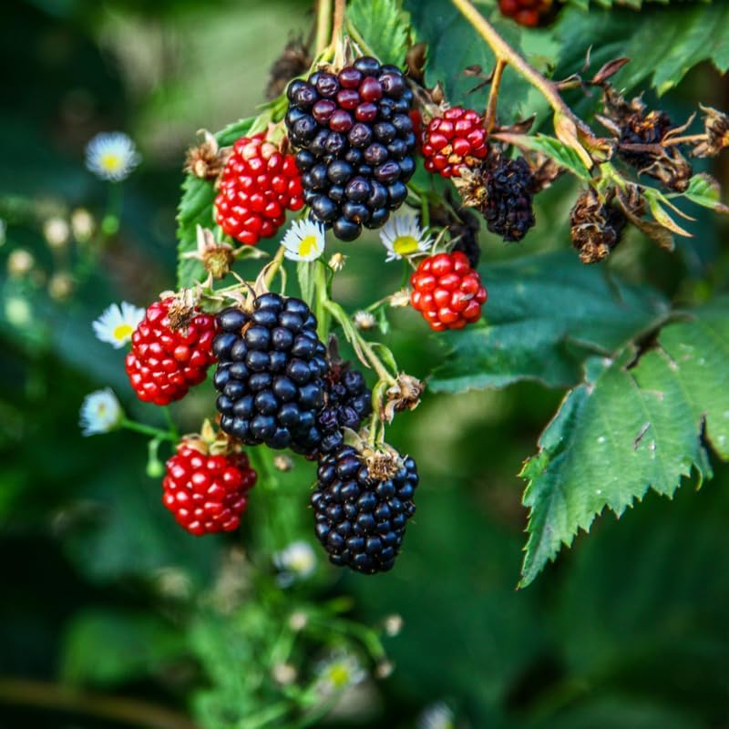 2 Random BlackBerry Plants Live for Planting, High Yielding, Sweet Juicy Berries for Your Garden, 4-6" in Tall, Cold Hardy, Dormant in Winter, No Pot - Image 6