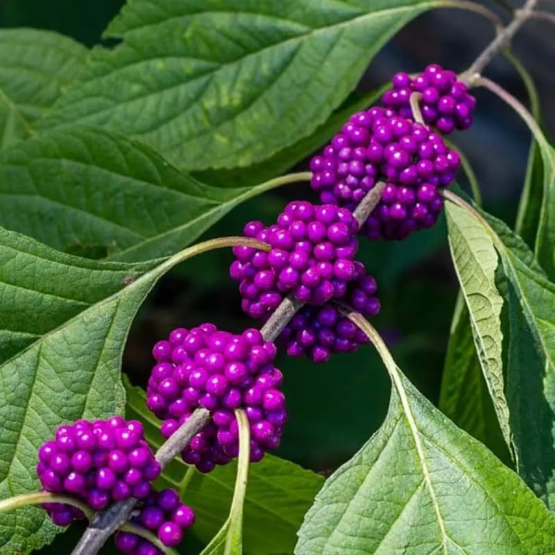 2 American Beautyberry Bush Live Plants, Berry Plant, 5-9 Inch Tall - Image 2