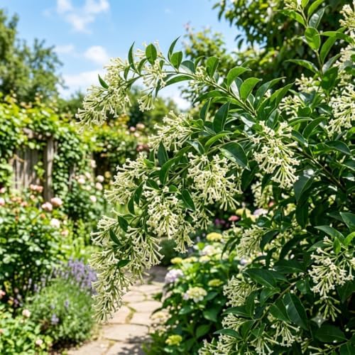 Night Bloom Jasmine Vine Live Plant, Patio Container Flower, 4-7 Inches - Image 2