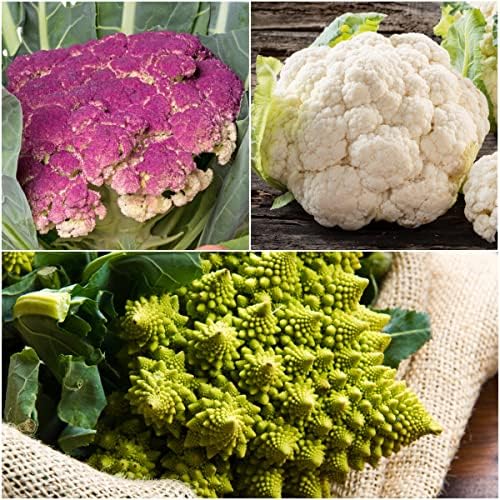 Seed Needs Cauliflower Seeds Variety Pack of 3 Non-GMO Heirloom Vegetables - Image 2