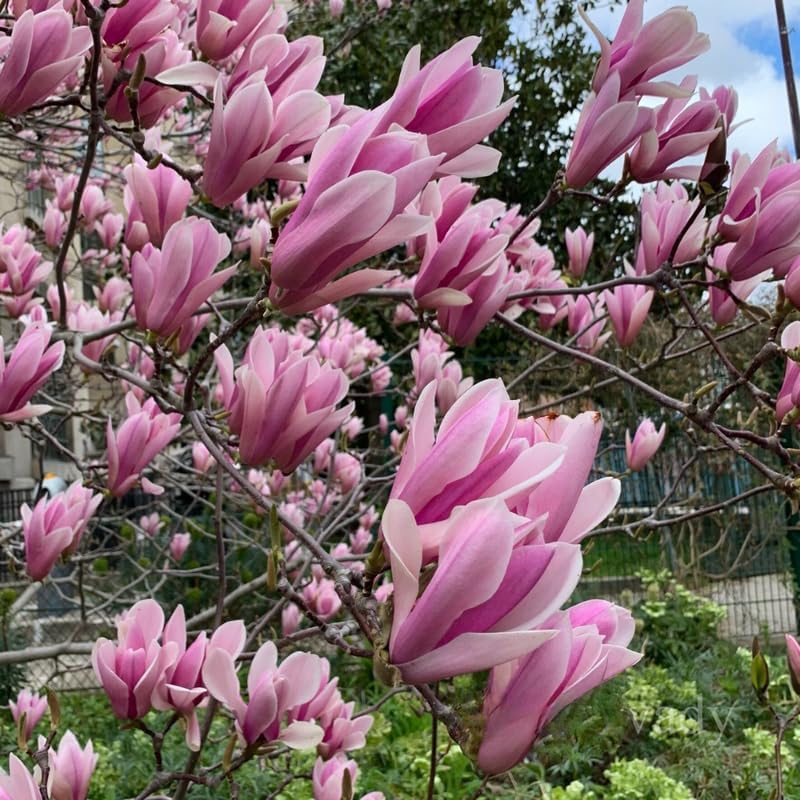 Jane Magnolia Flower Tree, Hardy Ornamental Flowering Plant, Gallon Pot - Image 2