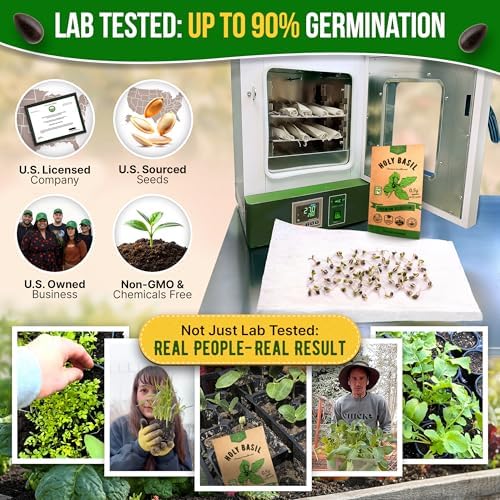Organo Republic Holy Basil Seeds Pack 0.5 G - Over 1,400 Non-GMO Heirloom Basil Seeds for Planting Herbs in Individual Seed Packet, Herbs Seeds for Planting Home Garden Indoor & Outdoor Gardening - Image 2