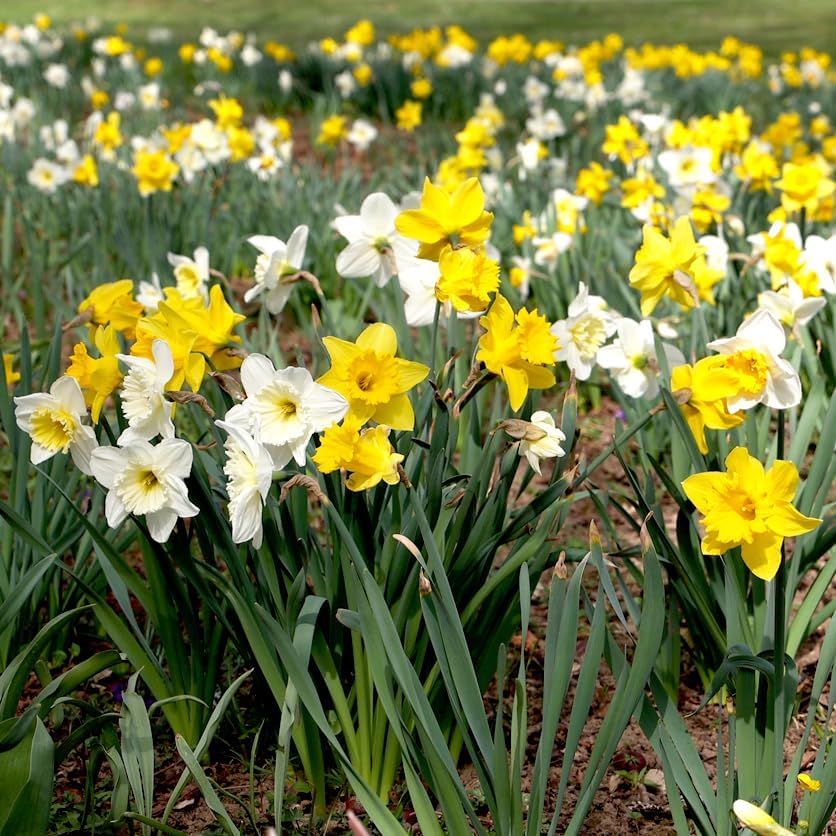 100 Mixed Daffodil Bulbs – Bulk Pack of Spring-Blooming Narcissus – Deer Resistant & Cold Hardy – Easy Fall Planting - Plant in Gardens, Borders & Flowerbeds - Willard & May - Image 4