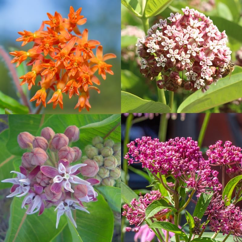 2 Mix Milkweed Plants, 5-8" Tall Butterfly Milkweed Plants - Image 6